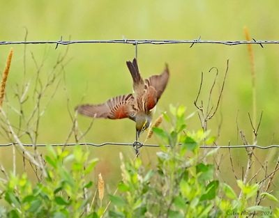 Dickcissel - ML628570412