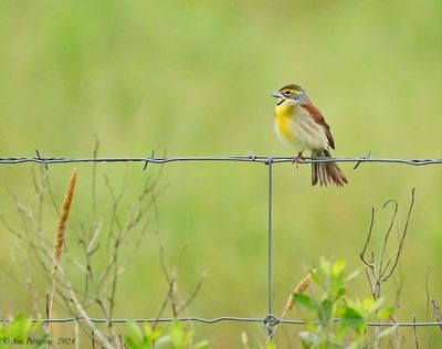 Dickcissel - ML628570413