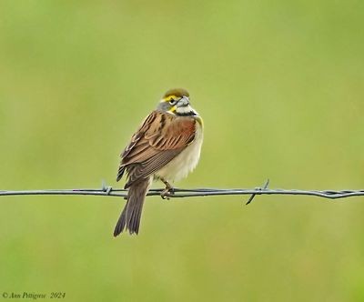 Dickcissel - ML628570414