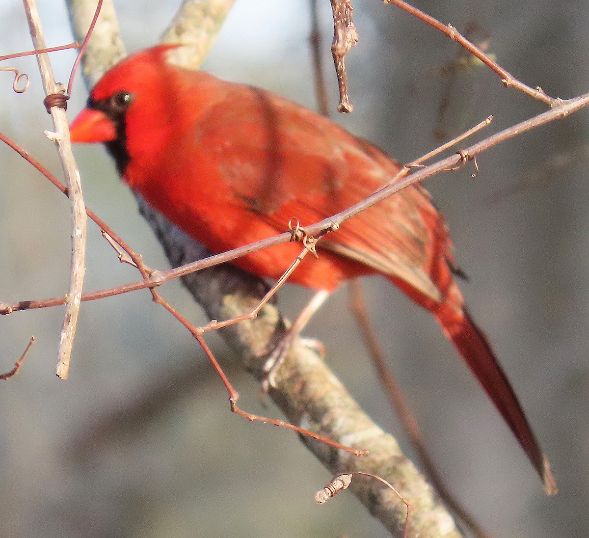 Northern Cardinal - ML628570447