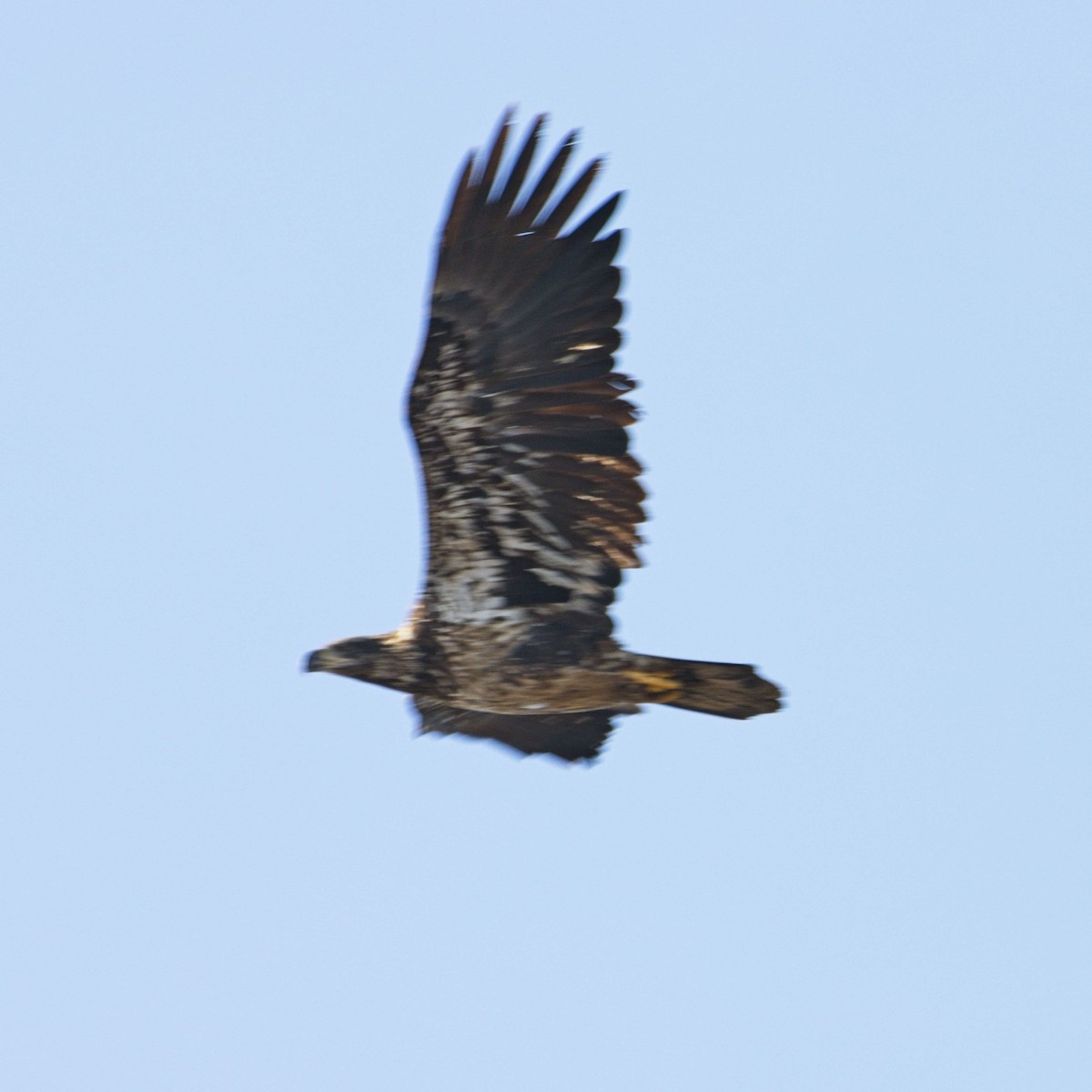 Bald Eagle - ML628570513