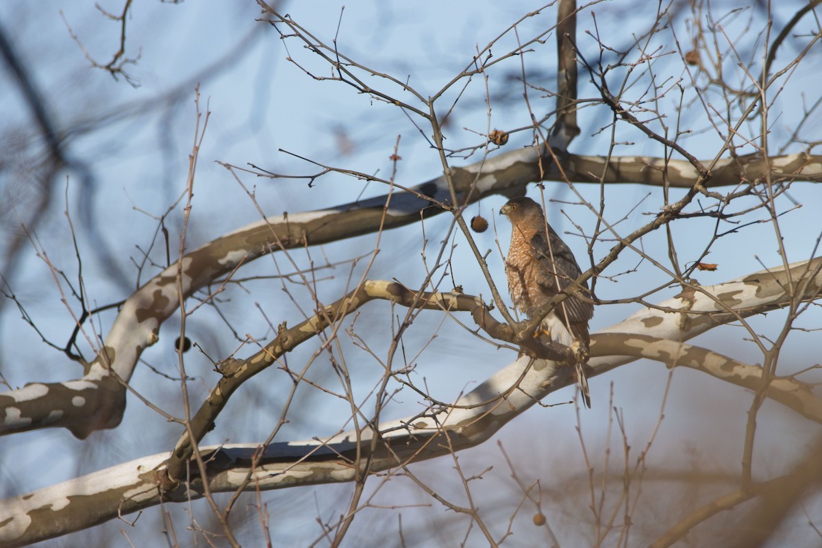 Cooper's Hawk - ML628570521