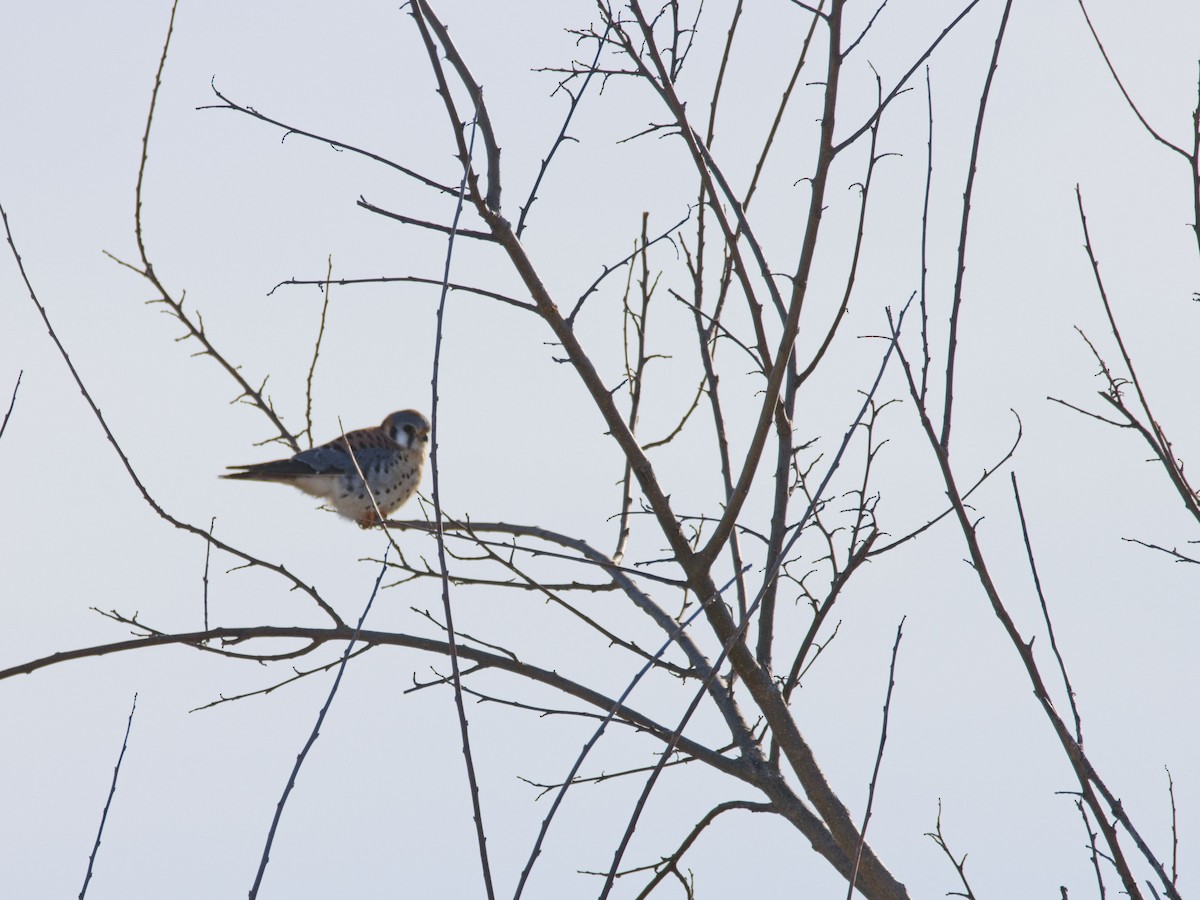 American Kestrel - ML628570544