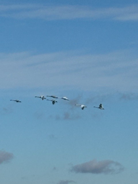Trumpeter Swan - ML628570592