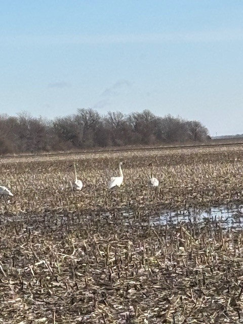 Trumpeter Swan - ML628570593