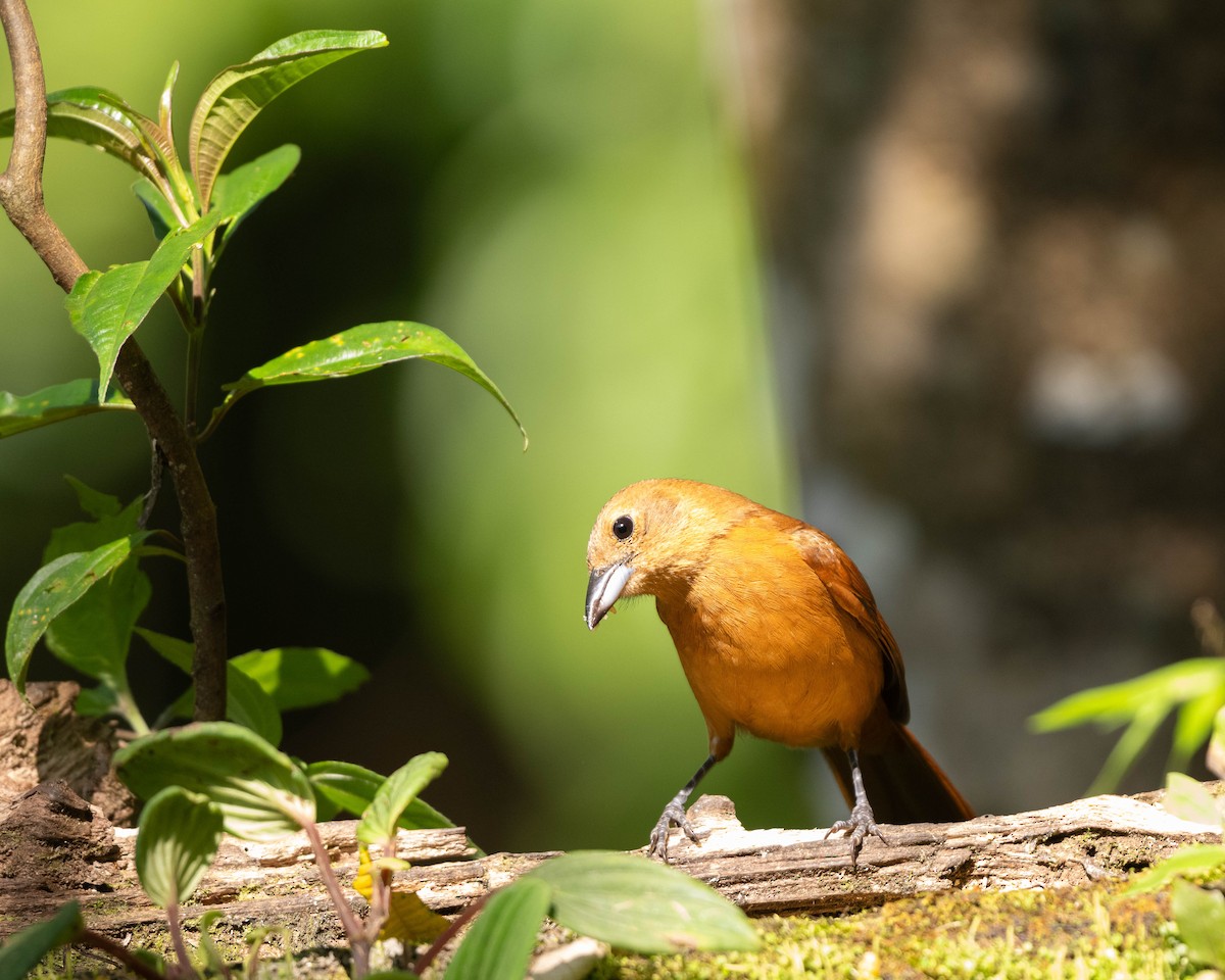 White-lined Tanager - ML628570868