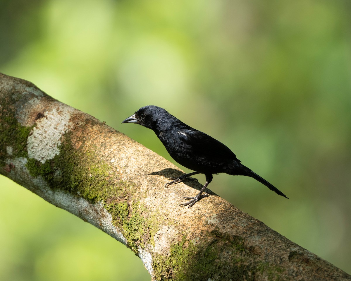 White-lined Tanager - ML628570869