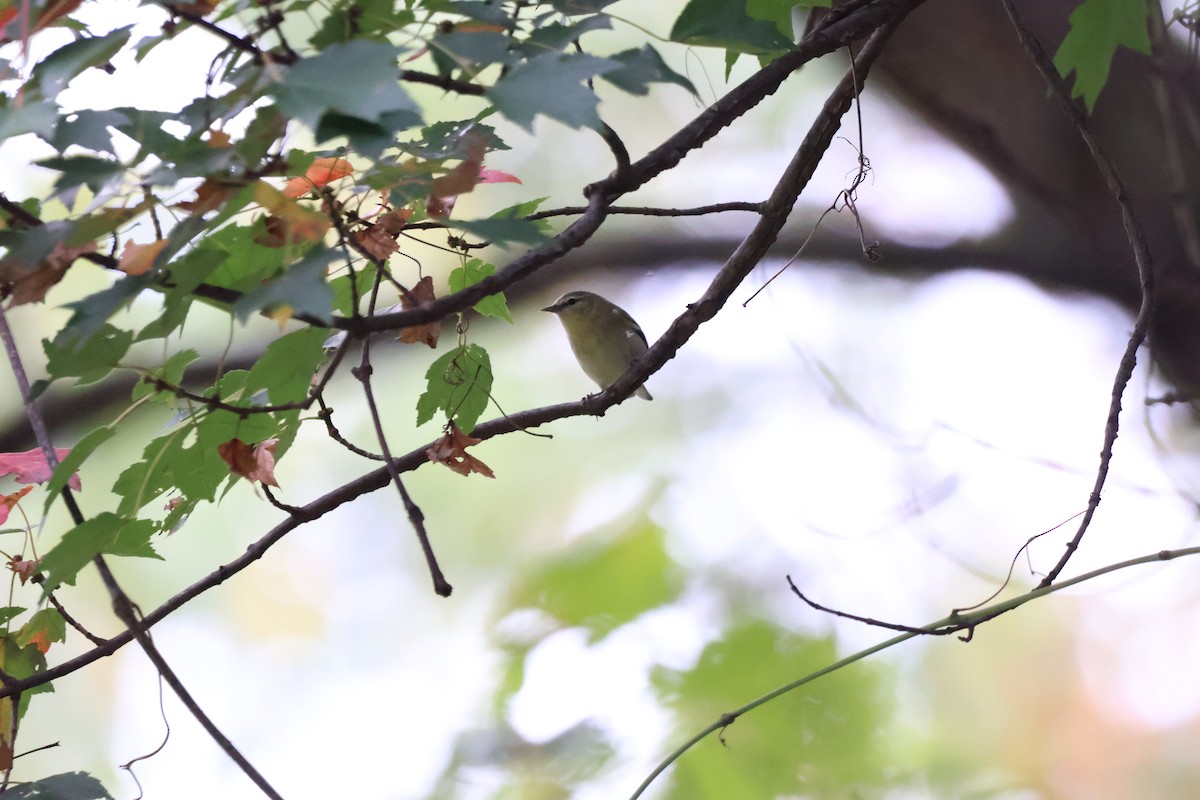 Tennessee Warbler - ML628570977