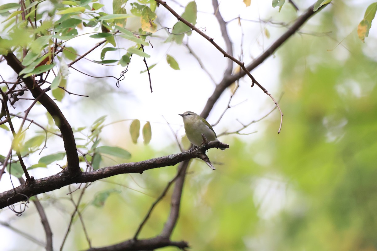 Tennessee Warbler - ML628570979