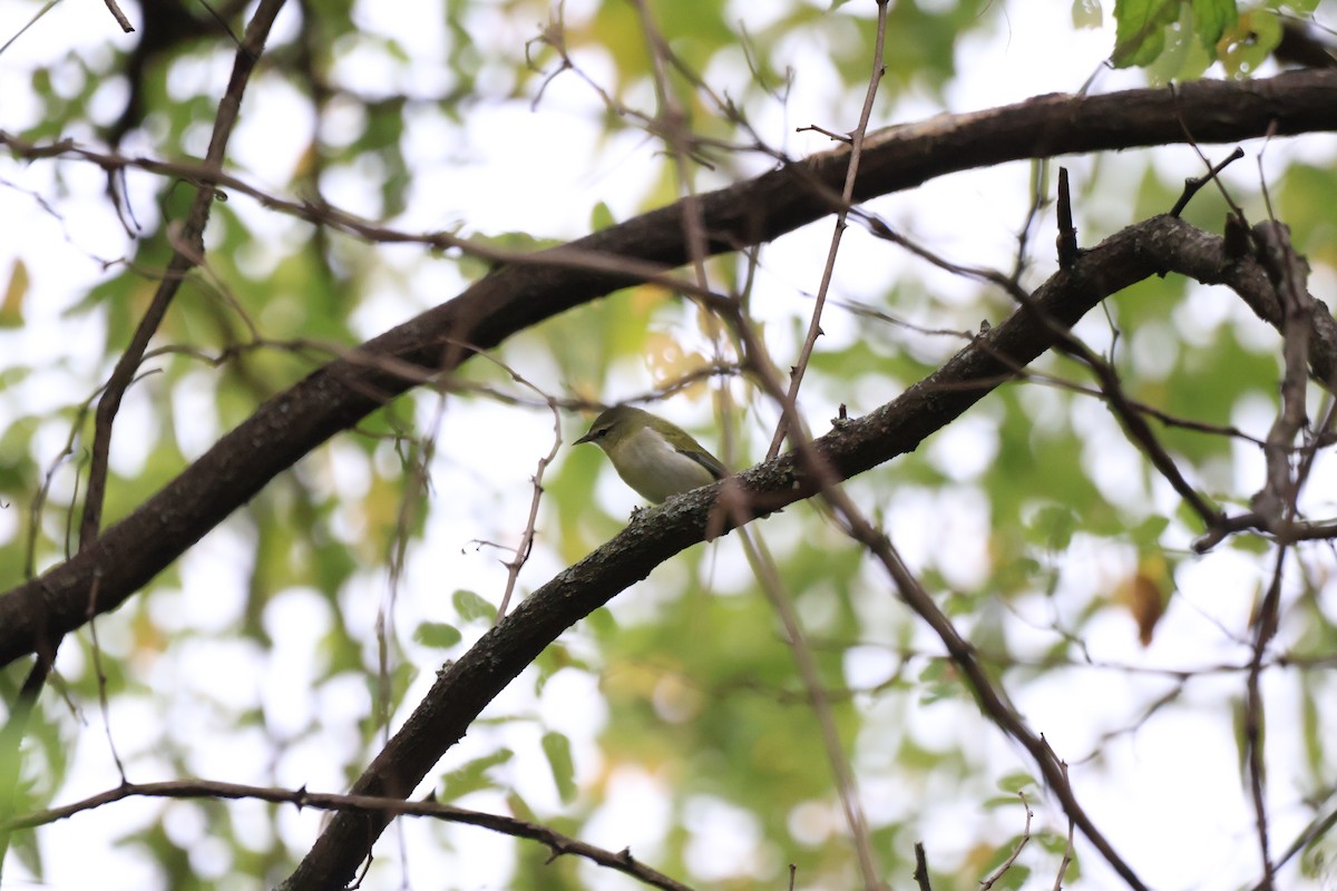 Tennessee Warbler - ML628570980