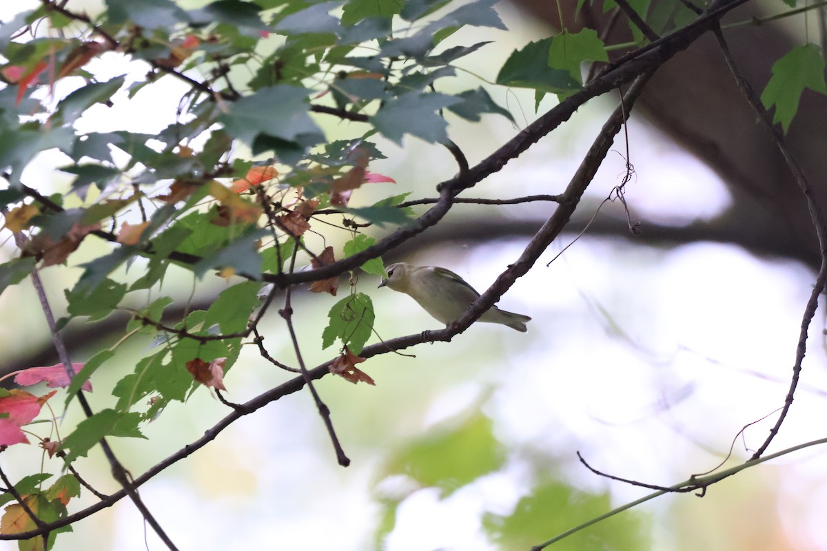 Tennessee Warbler - ML628570981