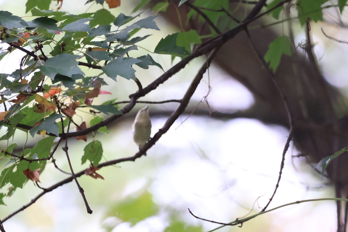 Tennessee Warbler - ML628570982