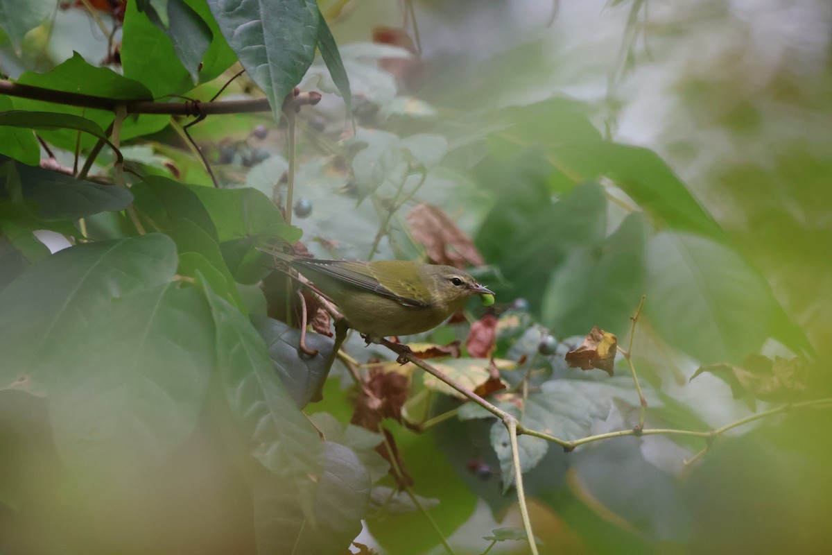 Tennessee Warbler - ML628570984