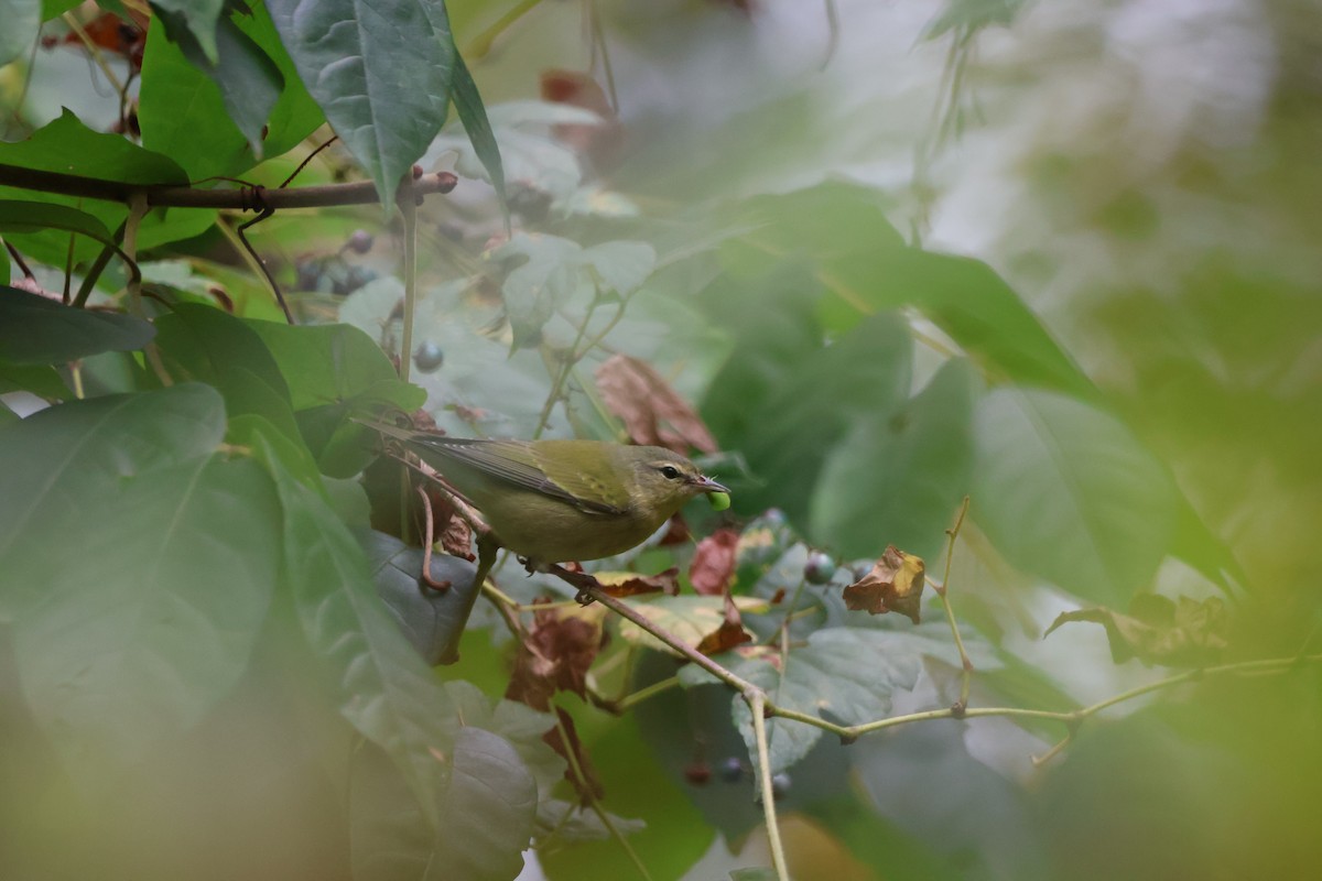 Tennessee Warbler - ML628570985