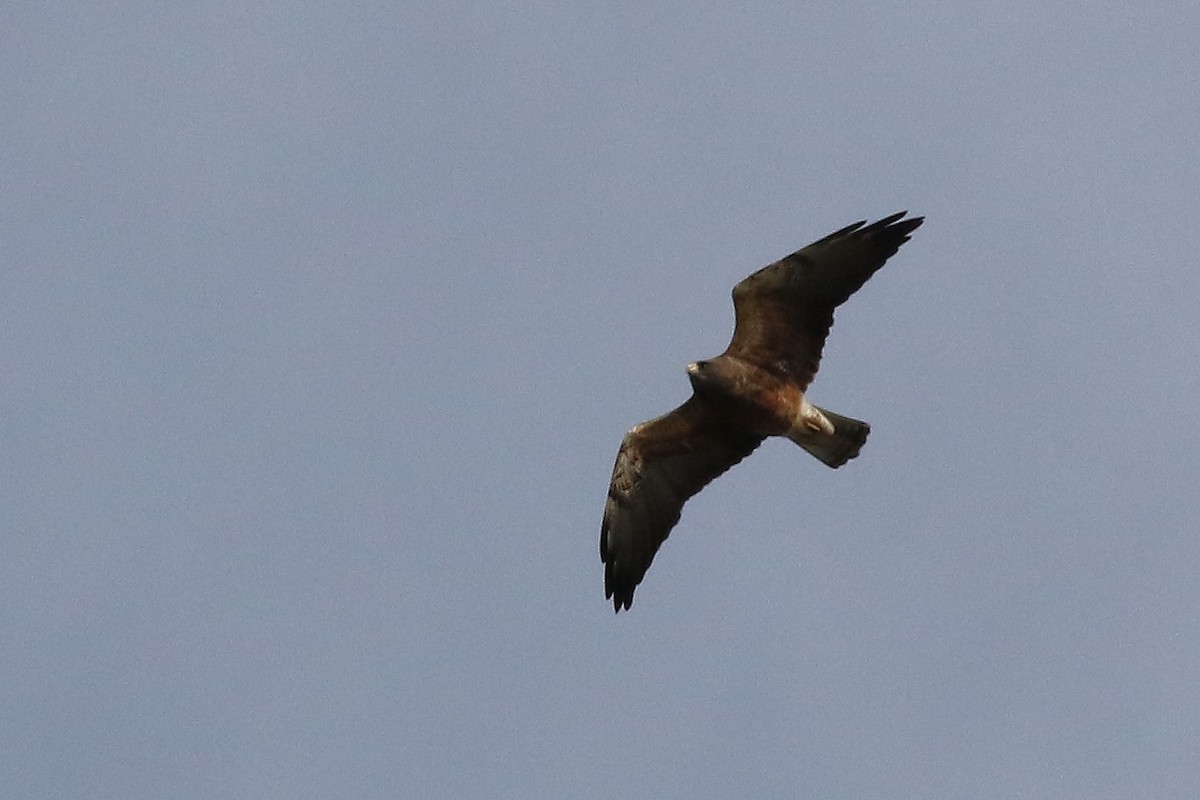 Swainson's Hawk - ML628570986