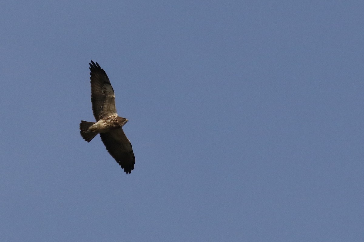 Swainson's Hawk - ML628570990
