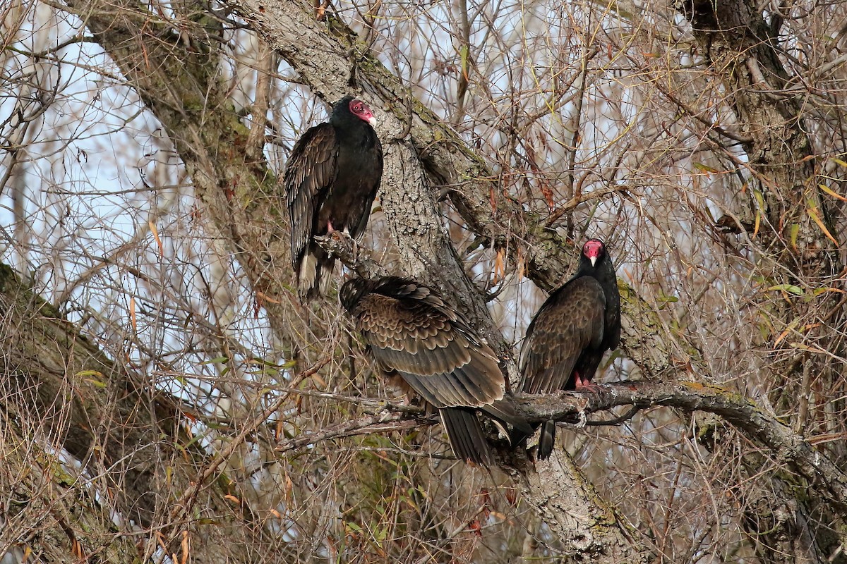 Turkey Vulture - ML628570999