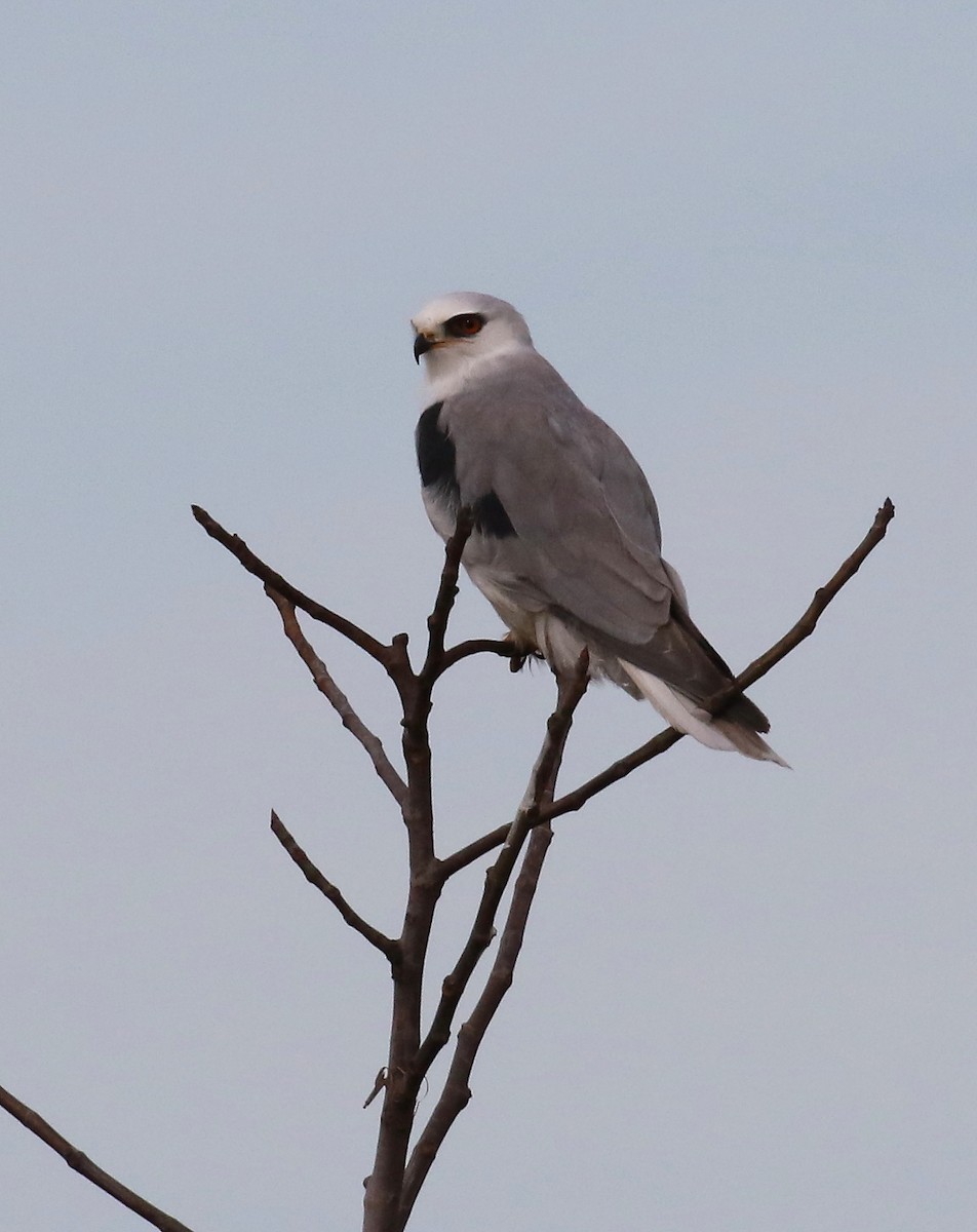 White-tailed Kite - ML628571013