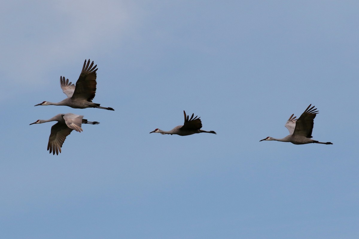 Sandhill Crane - ML628571028