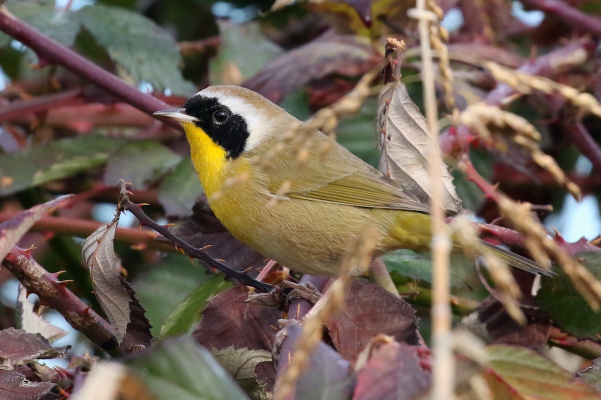 Common Yellowthroat - ML628571031