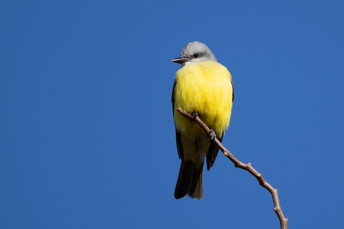 Couch's Kingbird