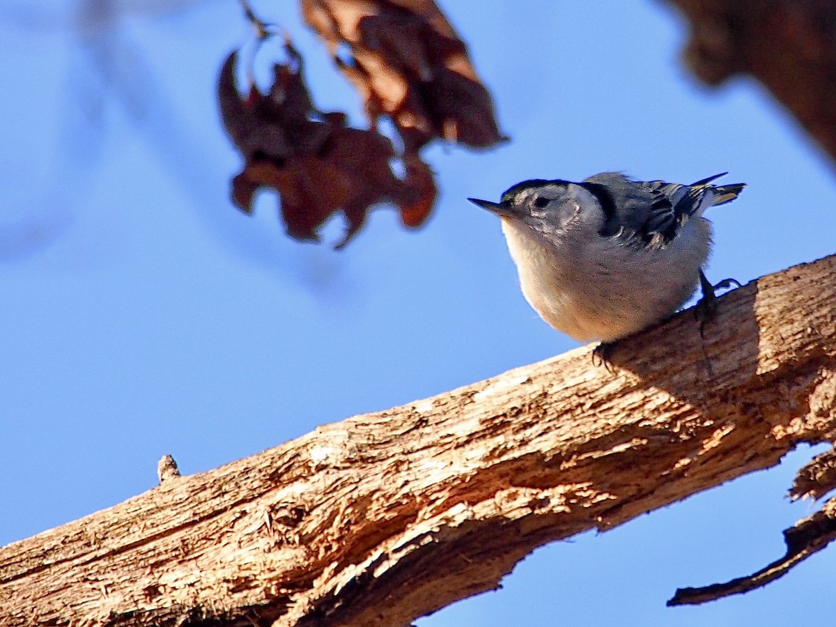 White-breasted Nuthatch - ML628571285