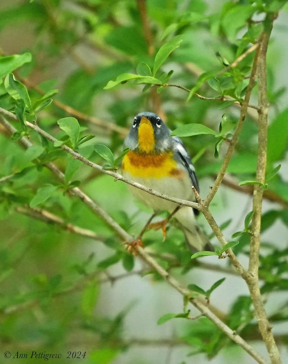 Northern Parula - ML628571416