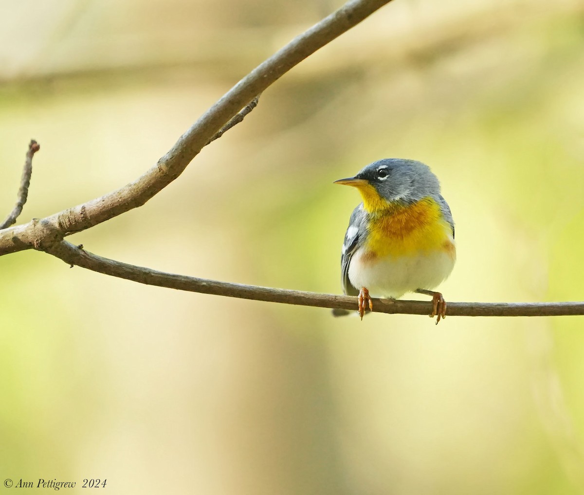 Northern Parula - ML628571417