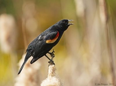 Red-winged Blackbird - ML628571433