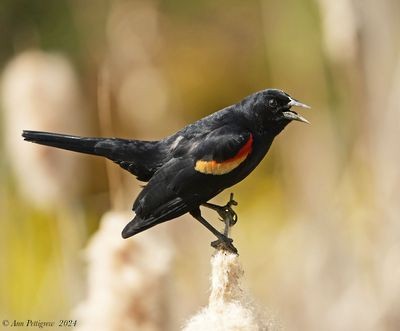 Red-winged Blackbird - ML628571434