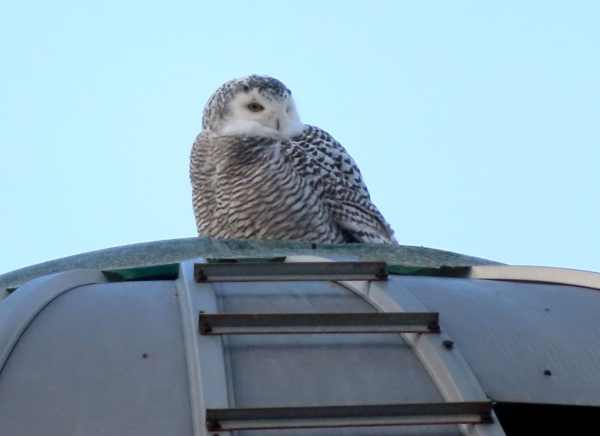 eBird Checklist - 2 Jan 2025 - Cty Hwy H and 2nd St. - 1 species