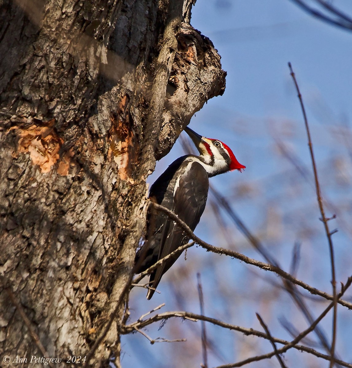 Pileated Woodpecker - ML628571453