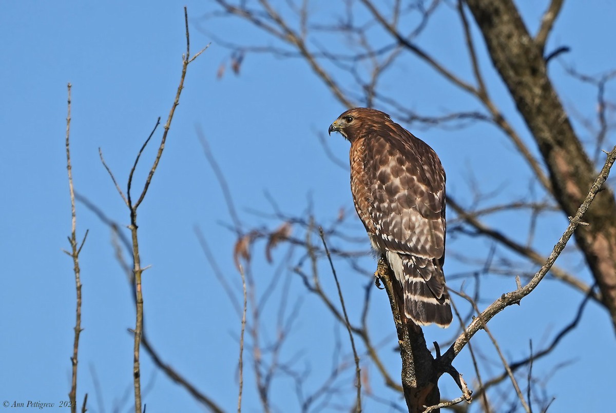 Red-shouldered Hawk - ML628571459