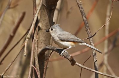 Tufted Titmouse - ML628571503