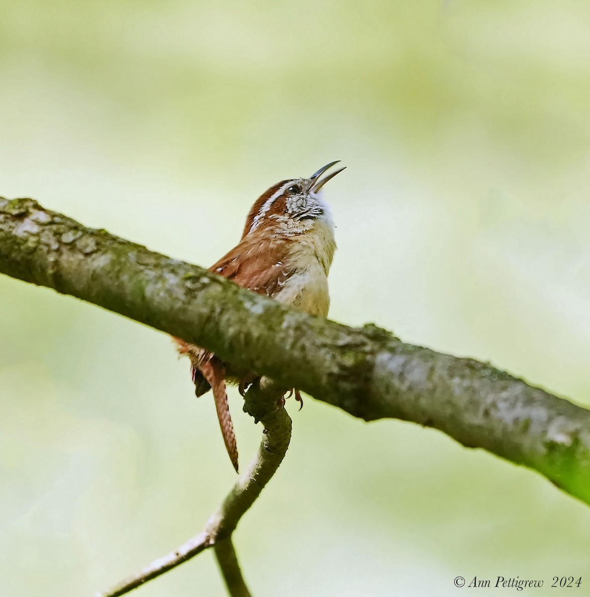 Carolina Wren - ML628571524