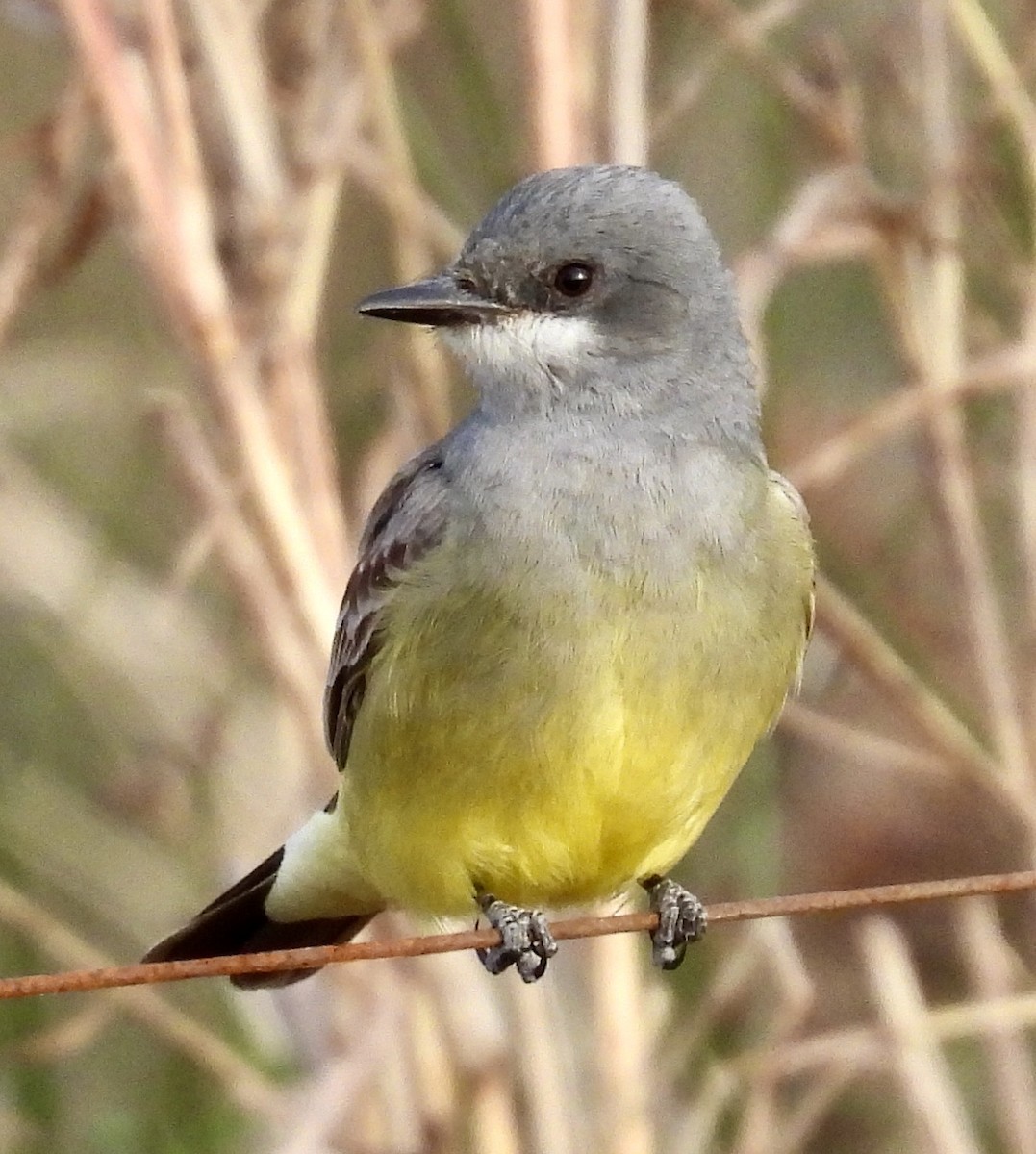 Cassin's Kingbird - ML628571528