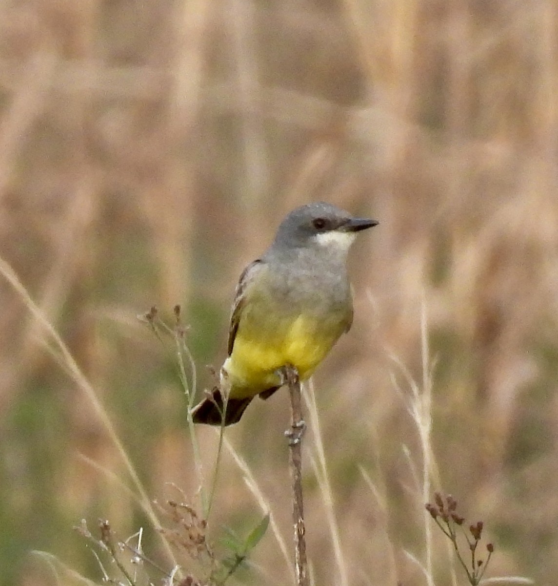 Cassin's Kingbird - ML628571529