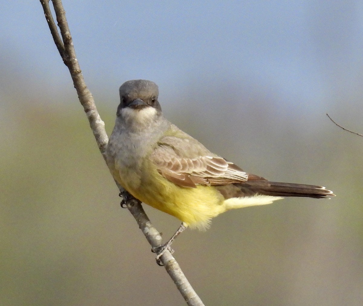 Cassin's Kingbird - ML628571530