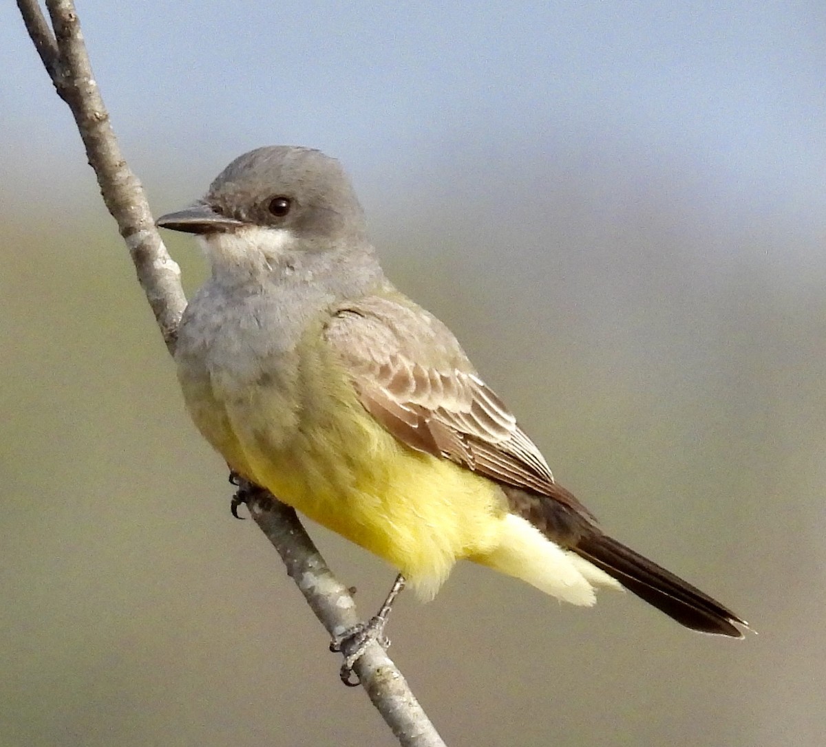 Cassin's Kingbird - ML628571531