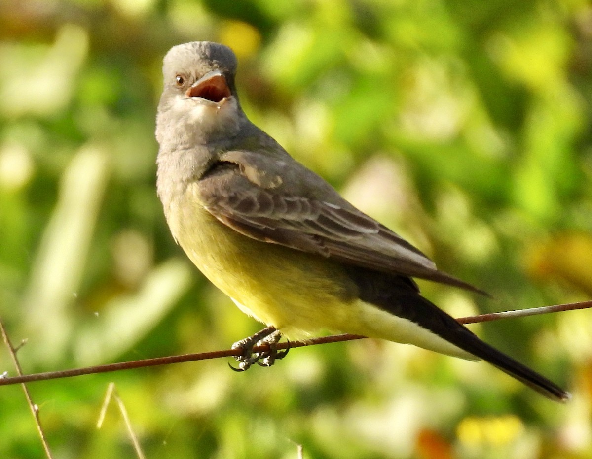 Cassin's Kingbird - ML628571532