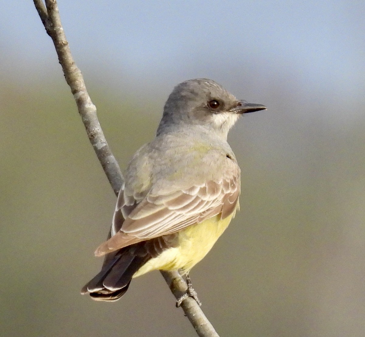 Cassin's Kingbird - ML628571533