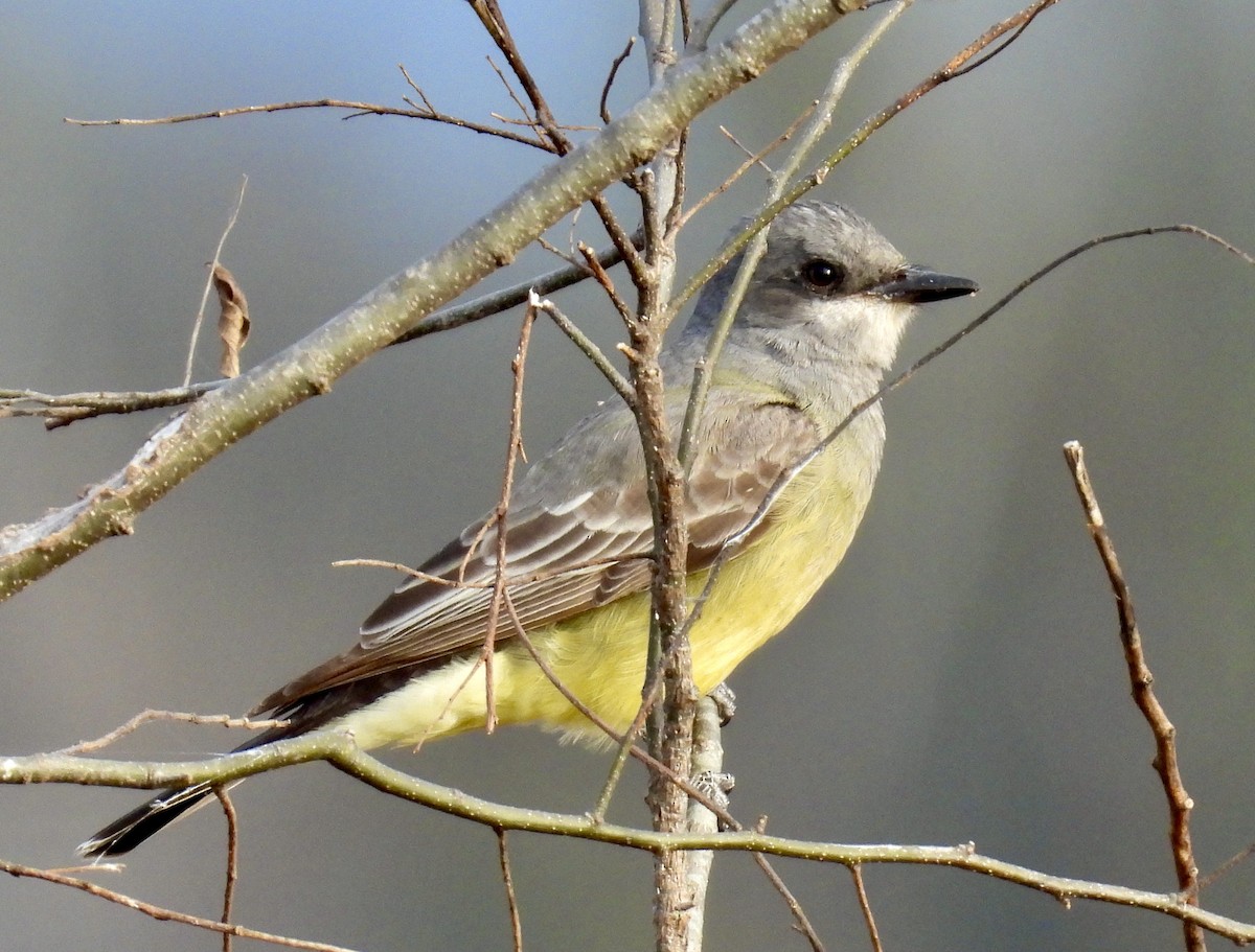 Cassin's Kingbird - ML628571535
