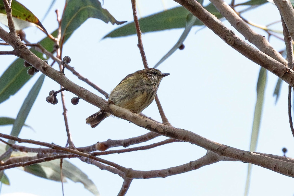 Striated Thornbill - ML628571553