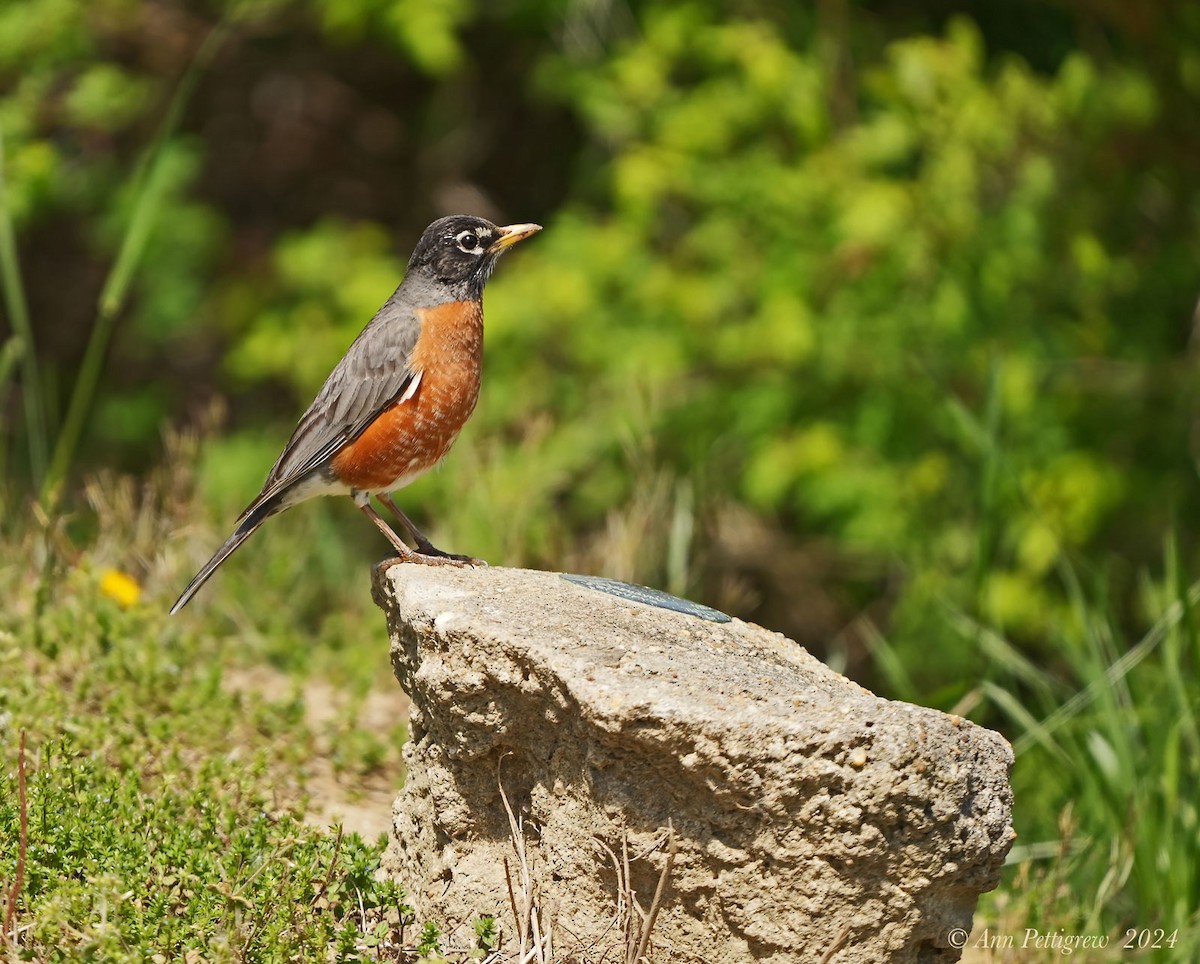 American Robin - ML628571554