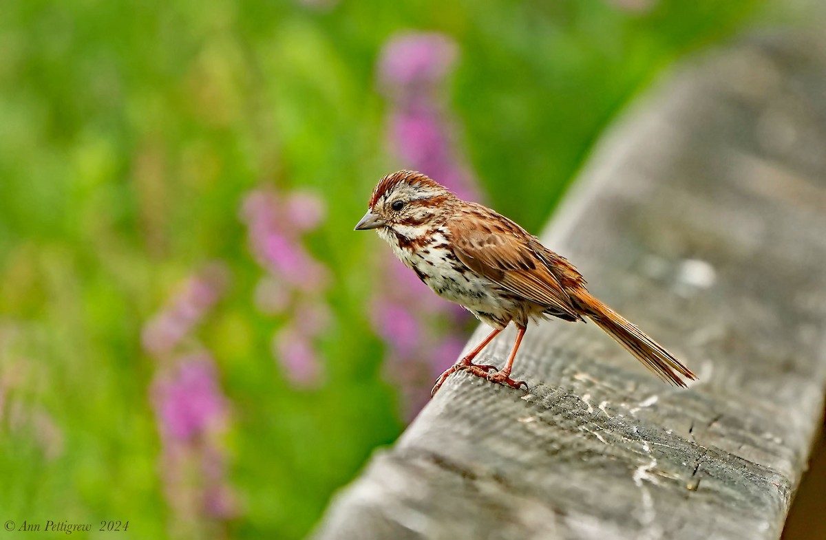 Song Sparrow - ML628571575