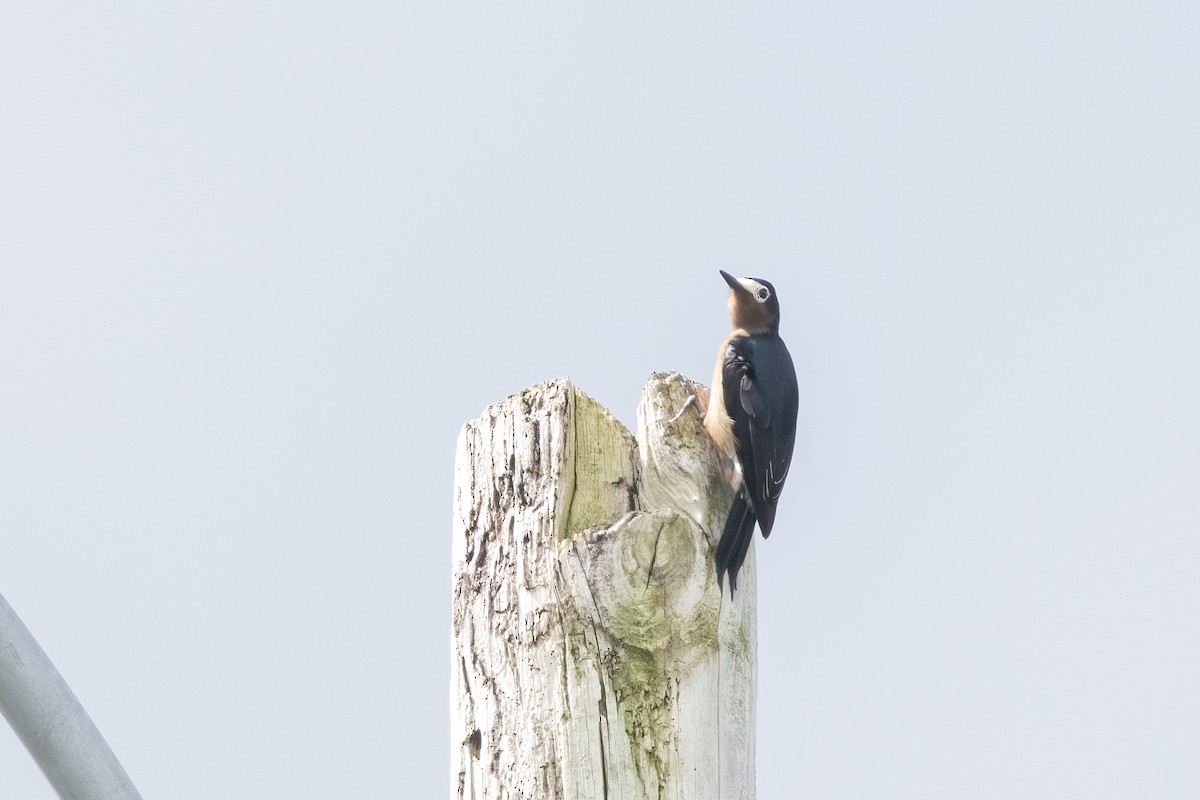 Puerto Rican Woodpecker - Kalpesh Krishna