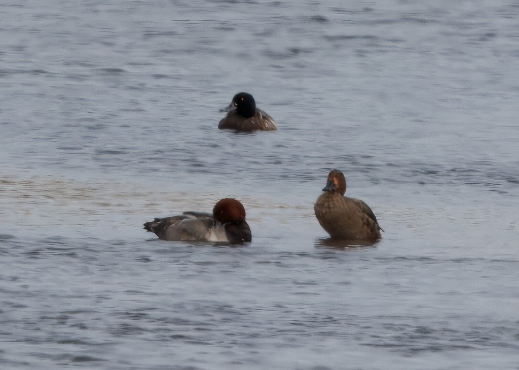Greater Scaup - ML628571770