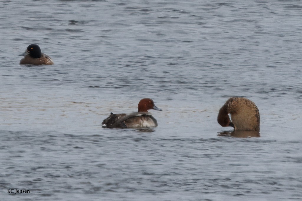 Greater Scaup - ML628571771