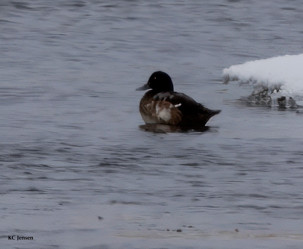 Greater Scaup - ML628571772