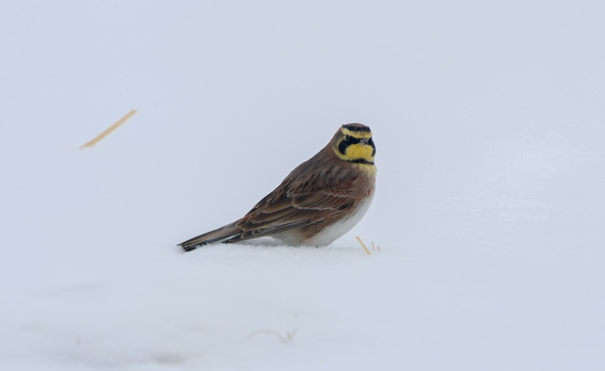 Horned Lark - ML628571816